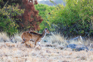 Image showing Rare Menelik bushbuck, Ethiopia, Africa wildlife