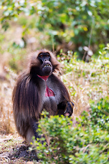 Image showing Endemic Gelada, Theropithecus gelada, in Debre Libanos, Simien mountain, Ethiopia wildlife