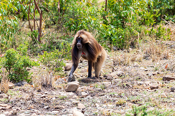 Image showing Endemic Gelada, Theropithecus gelada, in Debre Libanos, Simien mountain, Ethiopia wildlife