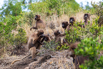 Image showing Endemic Gelada, Theropithecus gelada, in Debre Libanos, Simien mountain, Ethiopia wildlife