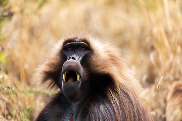 Image showing Endemic Gelada, Theropithecus gelada, in Debre Libanos, Simien mountain, Ethiopia wildlife