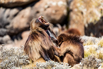 Image showing Endemic Gelada, Theropithecus gelada, in Simien mountain, Ethiopia wildlife