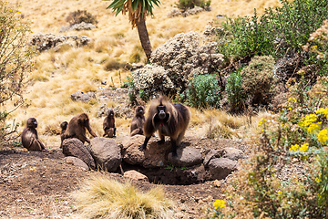 Image showing Endemic Gelada, Theropithecus gelada, in Simien mountain, Ethiopia wildlife