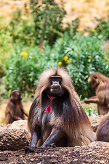 Image showing Endemic Gelada, Theropithecus gelada, in Simien mountain, Ethiopia wildlife