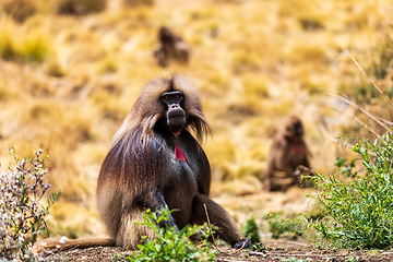 Image showing Endemic Gelada, Theropithecus gelada, in Simien mountain, Ethiopia wildlife