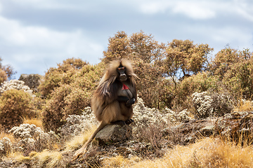 Image showing Endemic Gelada, Theropithecus gelada, in Simien mountain, Ethiopia wildlife