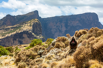 Image showing Endemic Gelada, Theropithecus gelada, in Simien mountain, Ethiopia wildlife