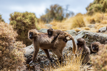 Image showing Endemic Gelada, Theropithecus gelada, in Simien mountain, Ethiopia wildlife