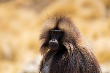 Image showing Endemic Gelada, Theropithecus gelada, in Simien mountain, Ethiopia wildlife