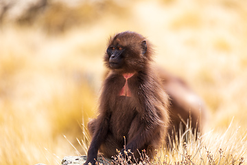 Image showing Endemic Gelada, Theropithecus gelada, in Simien mountain, Ethiopia wildlife