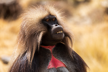 Image showing Endemic Gelada, Theropithecus gelada, in Simien mountain, Ethiopia wildlife