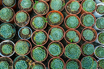 Image showing Echeveria desmetiana, succulent plant in the family Crassulaceae. Costa Rica