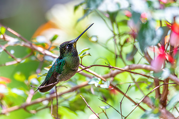 Image showing Violet-headed hummingbird (Klais guimeti), San Gerardo de Dota, Costa Rica.