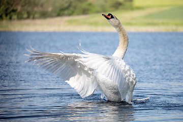 Image showing Wild bird mute swan in spring on pond