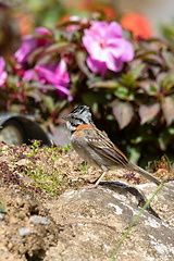 Image showing Rufous-collared sparrow or Andean sparrow, San Gerardo de Dota, Wildlife and birdwatching in Costa Rica.