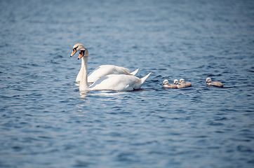 Image showing Wild bird mute swan in spring on pond