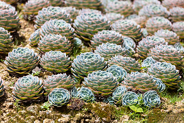 Image showing Echeveria desmetiana, succulent plant in the family Crassulaceae. Costa Rica