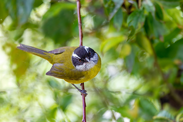 Image showing Sooty-capped bush tanager - Chlorospingus pileatus, San Gerardo de Dota, Costa Rica.