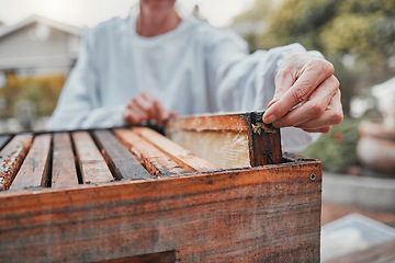 Image showing Beekeeper, working and production of honey in a box at a farm, backyard or nature. Agriculture, sustainable and hands of an organic farmer with honeycomb for small business and food in summer