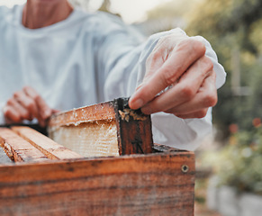 Image showing Beekeeping, production and beekeeper working with honey for sustainable agriculture farming in nature. Sustainability, eco friendly and hands of farmer in process of extracting sweet food from a box