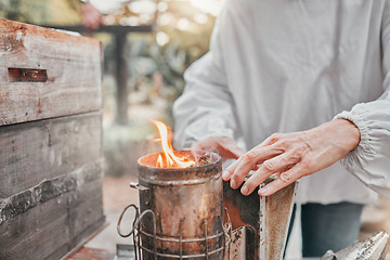 Image showing Beekeeper, bee bellows and fire to smoke in closeup at apiary in farming, agriculture and industry. Beekeeping, woman working and hands zoom with flame for bees, safety and farm for honey production