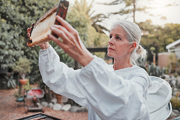 Image showing Beekeeping, honeycomb and agriculture with a woman farmer working in the production of honey in the countryside. Farm, sustainability and frame with a female beekeeper at work in natural industry