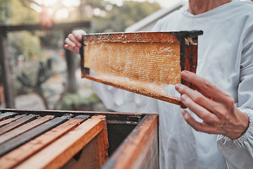 Image showing Beekeeping, sustainable and beekeeper in production of honey for agriculture, food and small business. Farming, sustainability and business owner with frame for harvesting and eco friendly on a farm