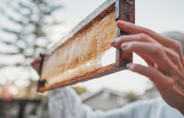 Image showing Hands, honeycomb and farm with a woman beekeeper working in the countryside on honey production. Food, frame and agriculture with a female farmer at work with honey for sustainability outdoor