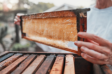 Image showing Honeycomb, beekeeping and bee farming, honey with natural product closeup with woman beekeeper for small business or hobby. Organic, raw and bee farm with harvest hive maintenance and farmer.