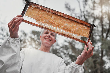 Image showing Beekeeper, wooden box or honeycomb frame check on countryside farm, sustainability environment or agriculture nature. Woman, bees farmer or honey production worker harvesting in nutrition food export