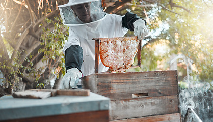 Image showing Farm, honey and agriculture with a woman beekeeper working in bee farming outdoor for natural production. Food, countryside and frame with a female farmer at work with honeycomb for sustainability