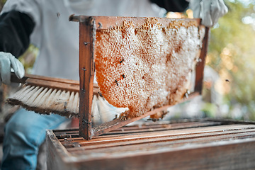 Image showing Honeycomb, farm and agriculture with a woman beekeeper working outdoor in the countryside for production. Food, frame and sustainability with a female farming at work with honey extract closeup