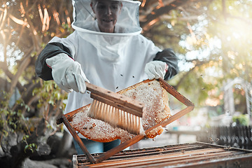 Image showing Honey, bee farming and beekeeper with brush to extract raw product, natural and organic with safety suit for small business. Beekeeping, farmer and sustainable, honeycomb with protection and harvest.