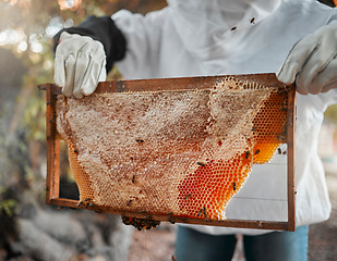 Image showing Honey, bees and beekeeper hands with honeycomb on production farm. Farming, food nutrition industry and natural sustainability harvest or farmer, beekeeping and raw organic wax ecology process