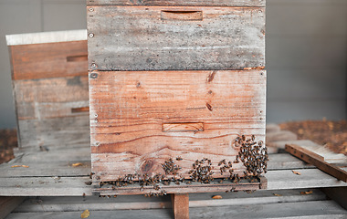 Image showing Bees, honey production and bee farm insects for sustainability, agriculture and ecology produce. Healthy food process of farming bugs ready for eco friendly and organic harvest for farmer industry