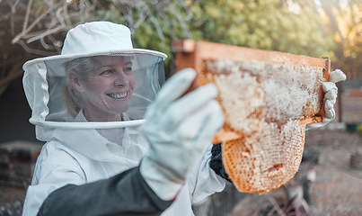 Image showing Honey production, woman farmer and bee farm process of a happy worker smile from honeycomb growth. Working sustainability, agriculture and ecology employee ready to harvest organic wax from frame