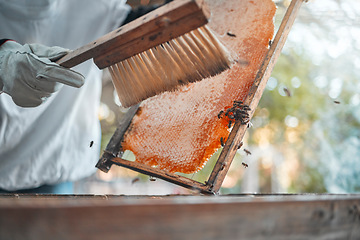 Image showing Honeycomb, brush and beekeeper hands at farm for hive inspection outdoors. Food, safety or worker in suit for protection brushing beehive frame to harvest healthy, delicious and fresh organic honey