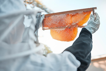 Image showing Beekeeper, safety and honeycomb, bee farming and honey natural product for small business or hobby. Bee farm, organic and nature with protection suit and farmer working hive maintenance and harvest.