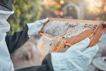 Image showing Hands, honeycomb and farm with a woman beekeeper working outdoor in the production of honey. Agriculture, sustainability and industry with a female farmer at work to extract produce during harvest