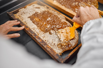 Image showing Honey production, frame and closeup of scraping tools in bee farming, agriculture or food with beekeeper. Beekeeping, honeycomb and apiculture worker with organic, natural product and working at farm