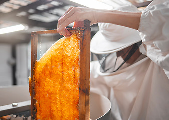 Image showing Honey, frame and beekeeper with woman in factory for production, natural or organic. Honeycomb, industry and extraction with worker for manufacturing, sustainability or harvesting process on bee farm