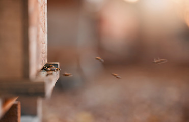 Image showing Bee farming, agriculture and bees in a natural environment for production of natural honey on a farm. Teamwork, sustainability and animals working together for the process of sweet food in nature