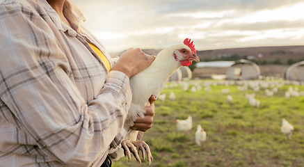 Image showing Chicken, farm and woman hands holding a bird on a sustainability, eco friendly and agriculture field. Feather animal care for eggs and food of a farmer on sustainable, green and cage free countryside