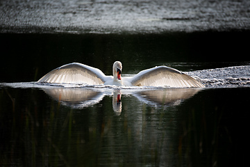 Image showing Wild bird mute swan in spring on pond