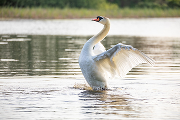 Image showing Wild bird mute swan in spring on pond