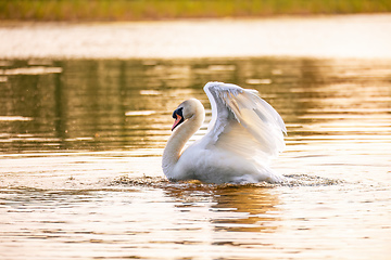 Image showing Wild bird mute swan in spring on pond