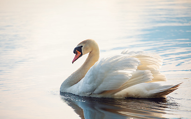 Image showing Wild bird mute swan in spring on pond