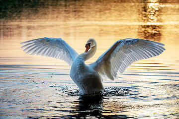 Image showing Wild bird mute swan in spring on pond