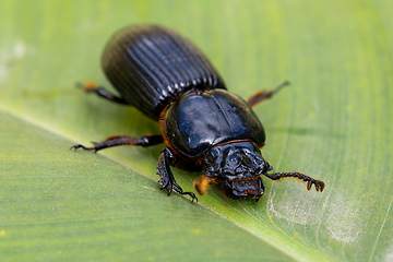 Image showing Patent-leather beetle or horned passalus - Odontotaenius disjunctus, Costa Rica