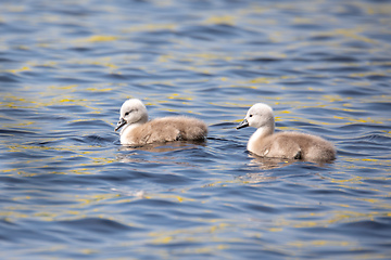 Image showing Wild bird mute swan chicken in spring on pond